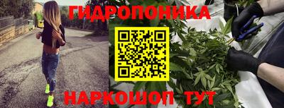 стафф Кингисепп